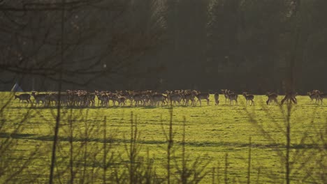 Huge-herd-of-deer-in-sunny-meadow-walking-toward-forest