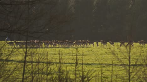 huge herd of deer in sunny meadow walking toward forest