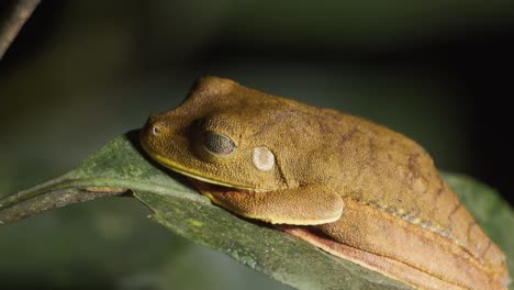 El-Género-Osteocephalus-De-La-Rana-Arborícola-Descansa-Inmóvil-Sobre-Una-Hoja-En-La-Selva-Amazónica