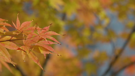 Cerca-De-Arbustos-Caducifolios-De-Arce-Japonés-Durante-La-Temporada-De-Otoño