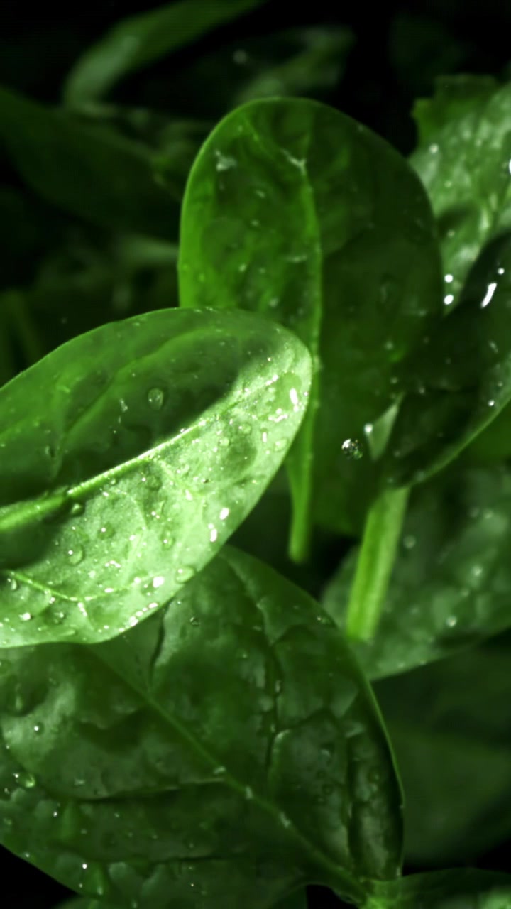 Goccioline d'acqua che cadono al rallentatore su foglie di spinaci freschi e verdi