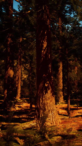 golden light in a tall pine forest