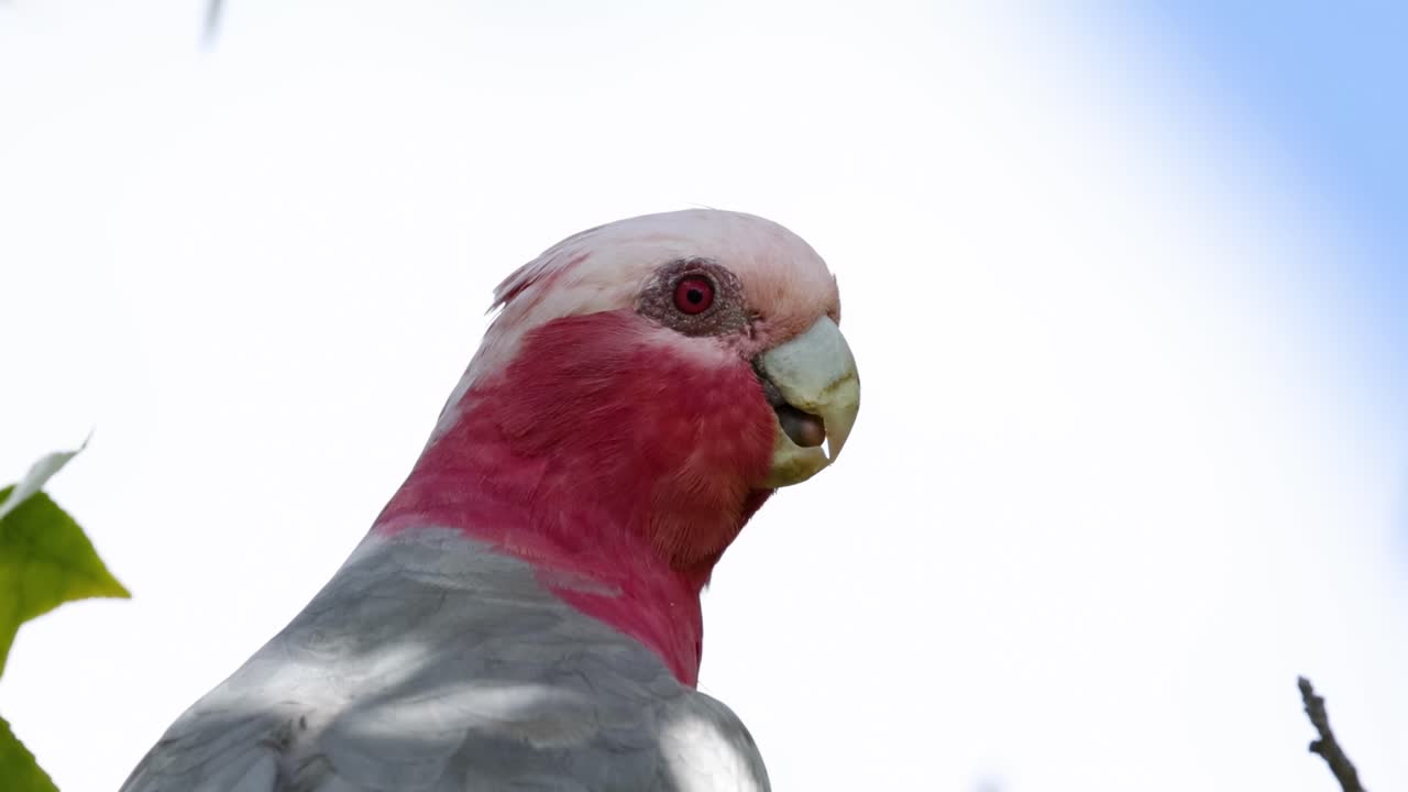 A Galah cockatoo with vibrant pink and grey plumage perched against a clear blue sky.