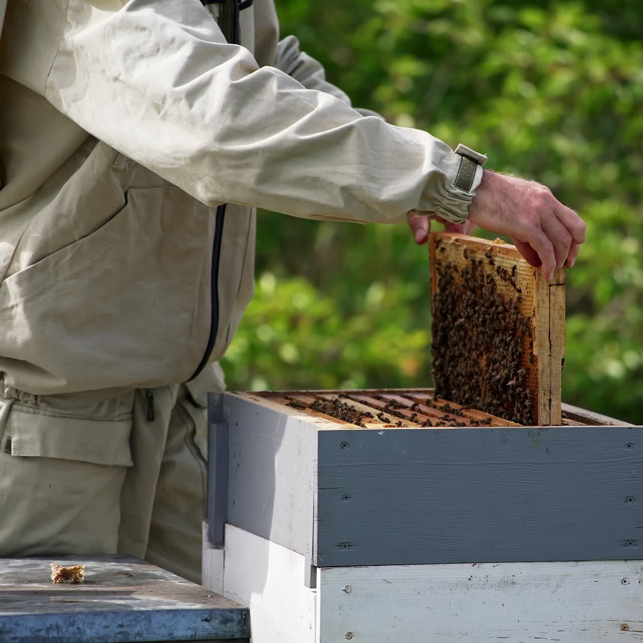 Man in beige protective outfit rotates frame in his hands. Honey frame coated with bees is placed into the wooden hive. Blurred nature backdrop