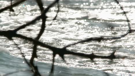 ocean waves crash strong and spread whitewash over shoreline with glistening sparkles and mangrove branches