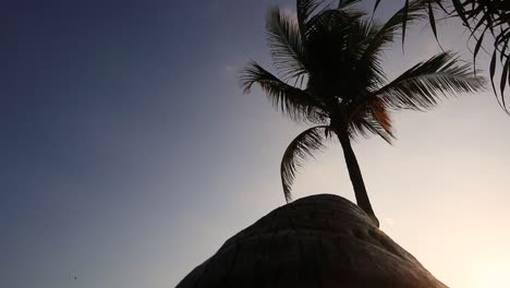 cocoteros de playa al atardecer con cielo azul en bali