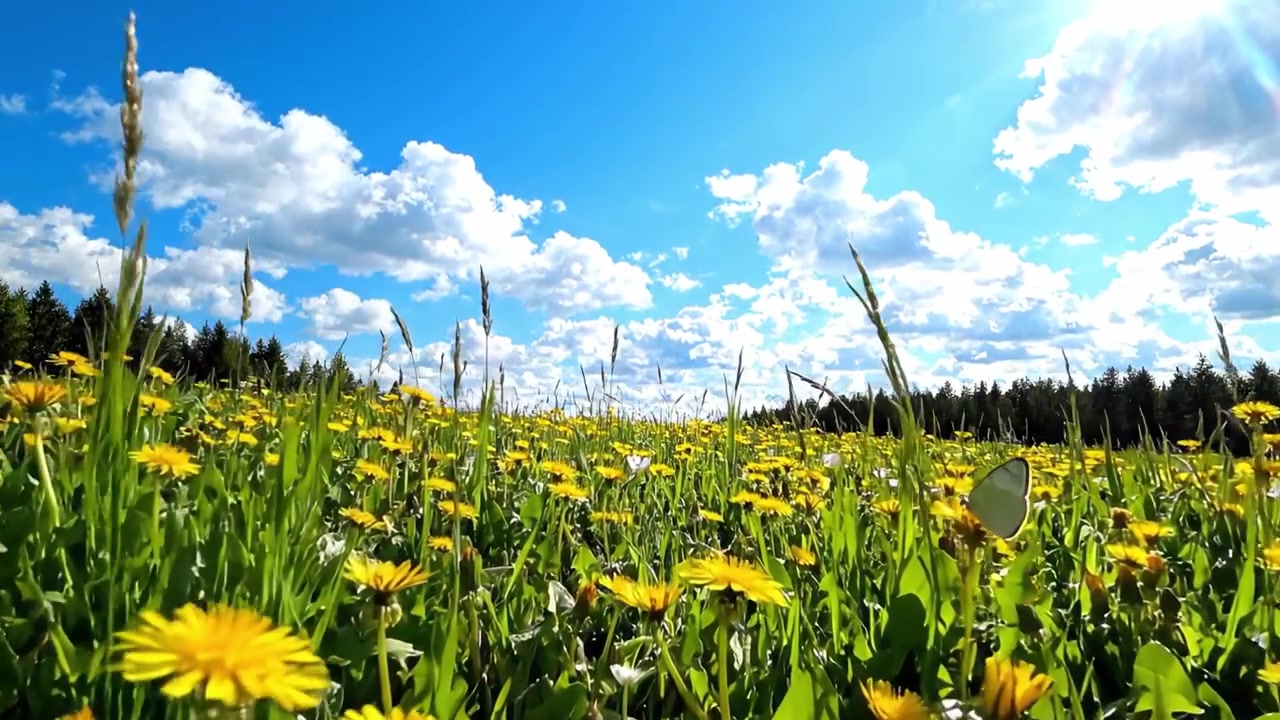 Et levende felt med gule løvetann under en lys blå himmel, opplyst av luftige hvite skyer i bakgrunnen, som viser naturens og vårens skjønnhet.