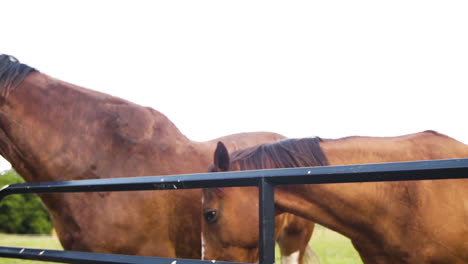 dos hermosos caballos marrones acariciándose en un pasto verde en cámara lenta