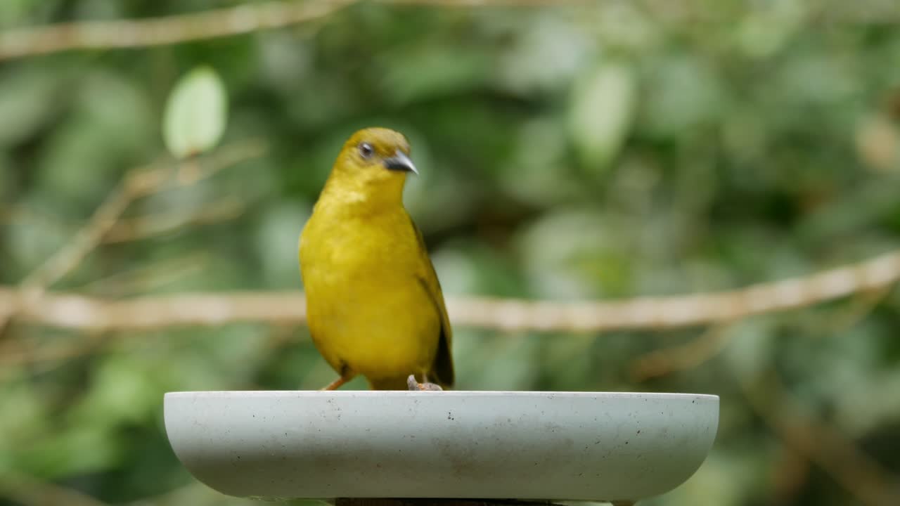 Yellow Bird at Bird Feeder