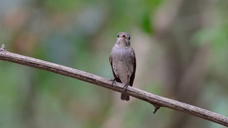 El-Papamoscas-Marrón-Asiático-Es-Un-Pequeño-Pájaro-Paseriforme-Que-Se-Reproduce-En-Japón,-Himalaya-Y-Siberia