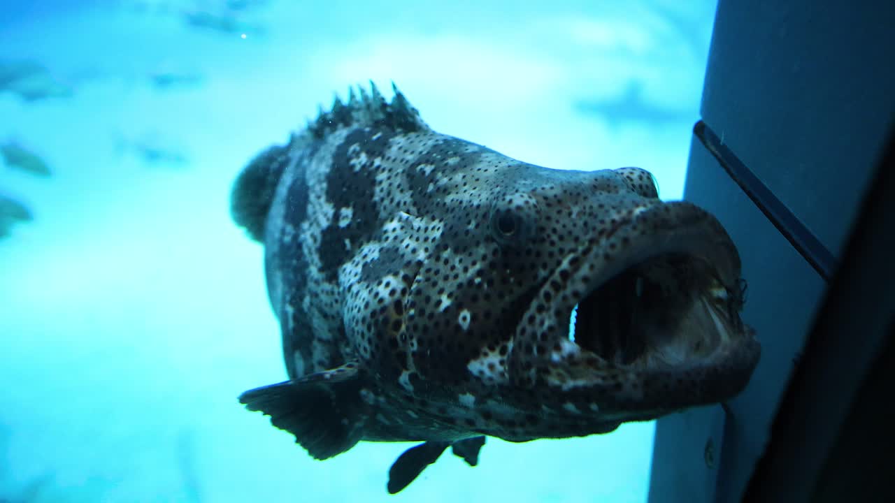 얼룩진 그루퍼 물고기가 파란 물을 가로질러 미끄러집니다.