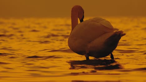 Naturgoldener-Farbfluss-Mit-Fliegendem-Dock,-Das-Bei-Sonnenuntergang-Füttert