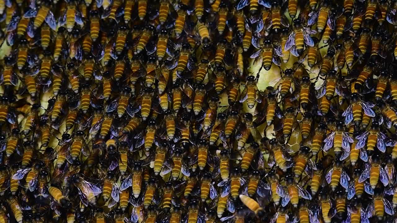 se sabe que las abejas melíferas gigantes construyen grandes colonias de nidos con bolsillos simétricos hechos de cera para almacenar miel como fuente de alimento.