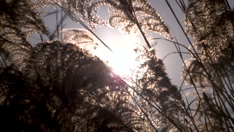 Korean-Reed-Grass-back-lit-by-a-setting-sun-in-Seoul,-S