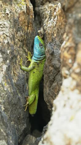 The-Tailless-Survivor:-A-Lizard's-Tale