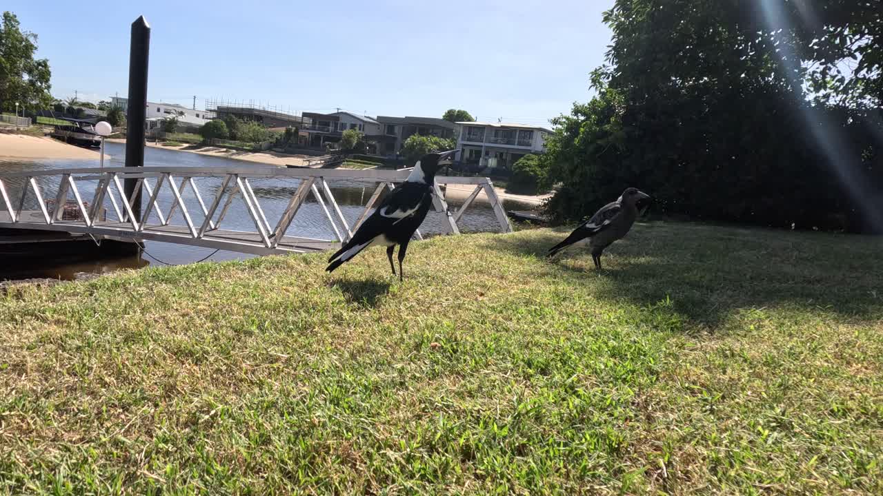 두 마그피가 야외에서 고 상호 작용하고 있습니다.