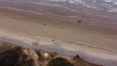 Vista-Superior-De-Drones-Que-Muestra-Buitres-Voladores-Alrededor-De-La-Playa-De-Arena-Y-Animales-Muertos-En-La-Costa