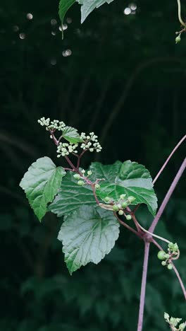 grapevine blossoms and leaves