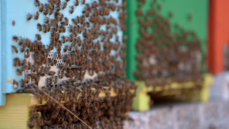 Close-up-of-bee-hives-with-many-bees-collecting-honey,-colorful-boxes,-day