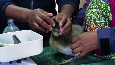 force feeding a rescued african penguin chick with down feathers fish, side view in gansbaai, south africa