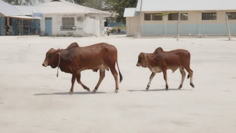 animales de ganado con jorobas de cebú caminando por un pequeño pueblo africano local