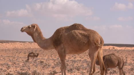 el camello con un pequeño cachorro está parado en una zona seca del desierto, otro camello también se encuentra en la distancia