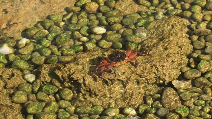 Australian Sea life