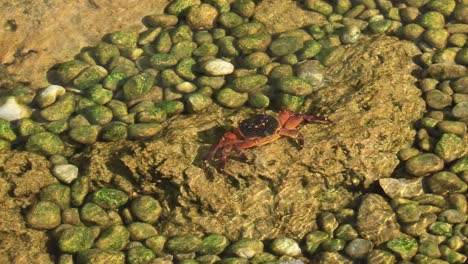 Australian-Sea-life