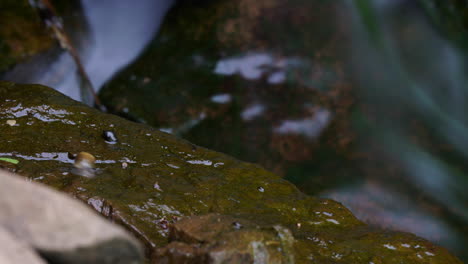 Time-lapse-and-time-exposure-of-a-small-waterfall