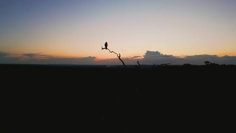 silhouette of hawk perched on dry branch enjoying sunset at pedra do gaviao natural reserve in brazil, creating a dramatic and evocative scene, orbiting drone shot