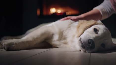 a woman's hand strokes a cute golden retriever who is resting near the fireplace. winter and christmas eve in a warm cozy house