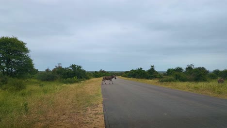 wild zebras casually cross the road in front of the game drive vehicle