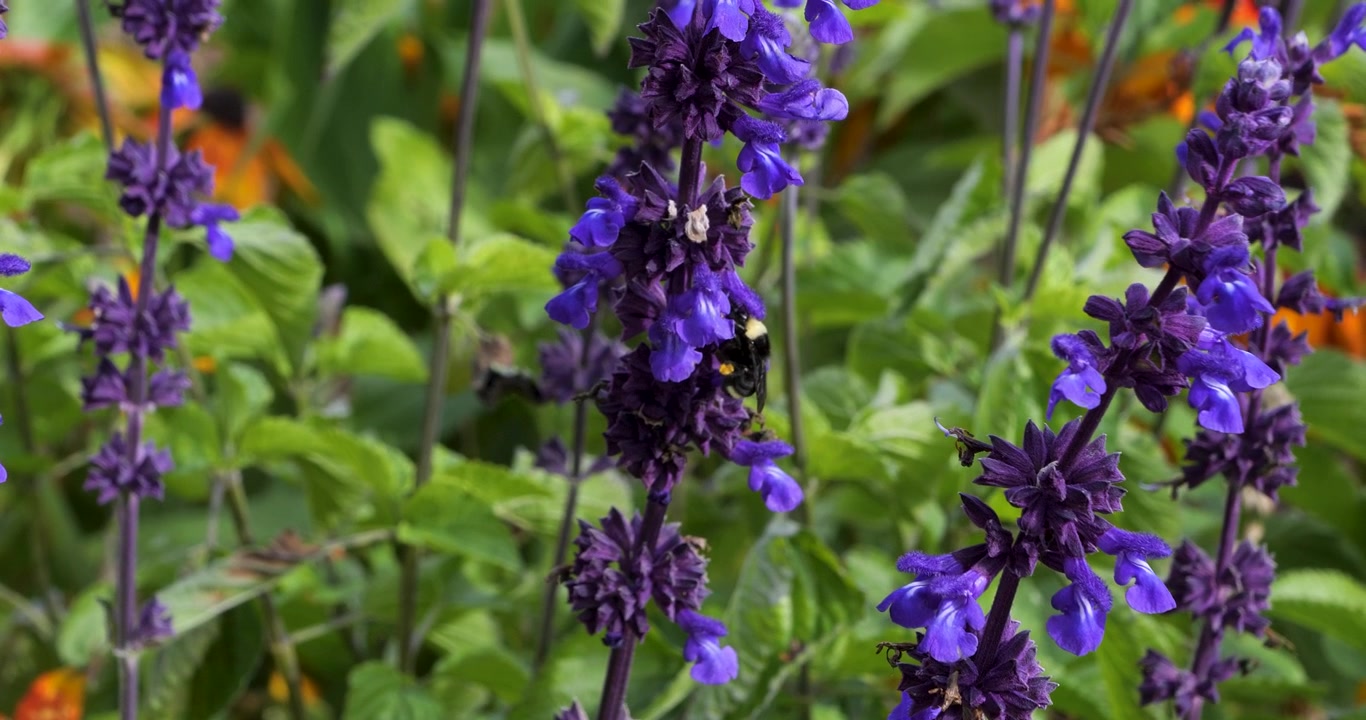Bombo dalla faccia gialla che impollina la Salvia farinacea nei Giardini Butchart di Victoria, Columbia Britannica, Canada. I bombi sono molto attratti dalla salvia farinacea