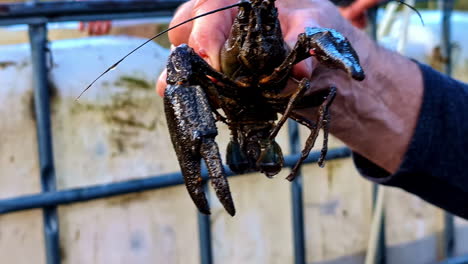 person holding a crayfish