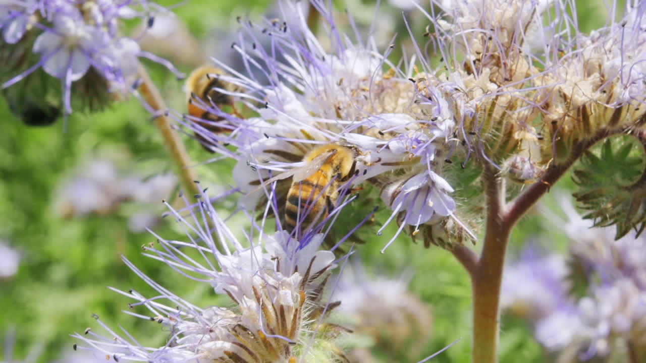 bandada de abejas en busca de néctar de polen en una flor de árbol frutal durante el cálido día de primavera