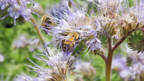 groupe d'abeilles à la recherche de nectar de pollinisation sur une fleur d'arbre fruitier en fleurs pendant une chaude journée de printemps