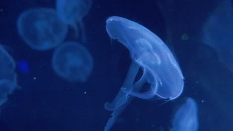 medusas flotan en el agua en el tanque de peces del acuario