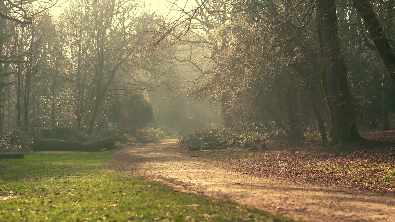 Un sentiero nel bosco in una mattina nebbiosa