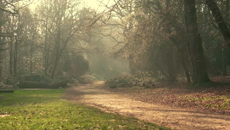A-woodland-path-on-a-misty-morning