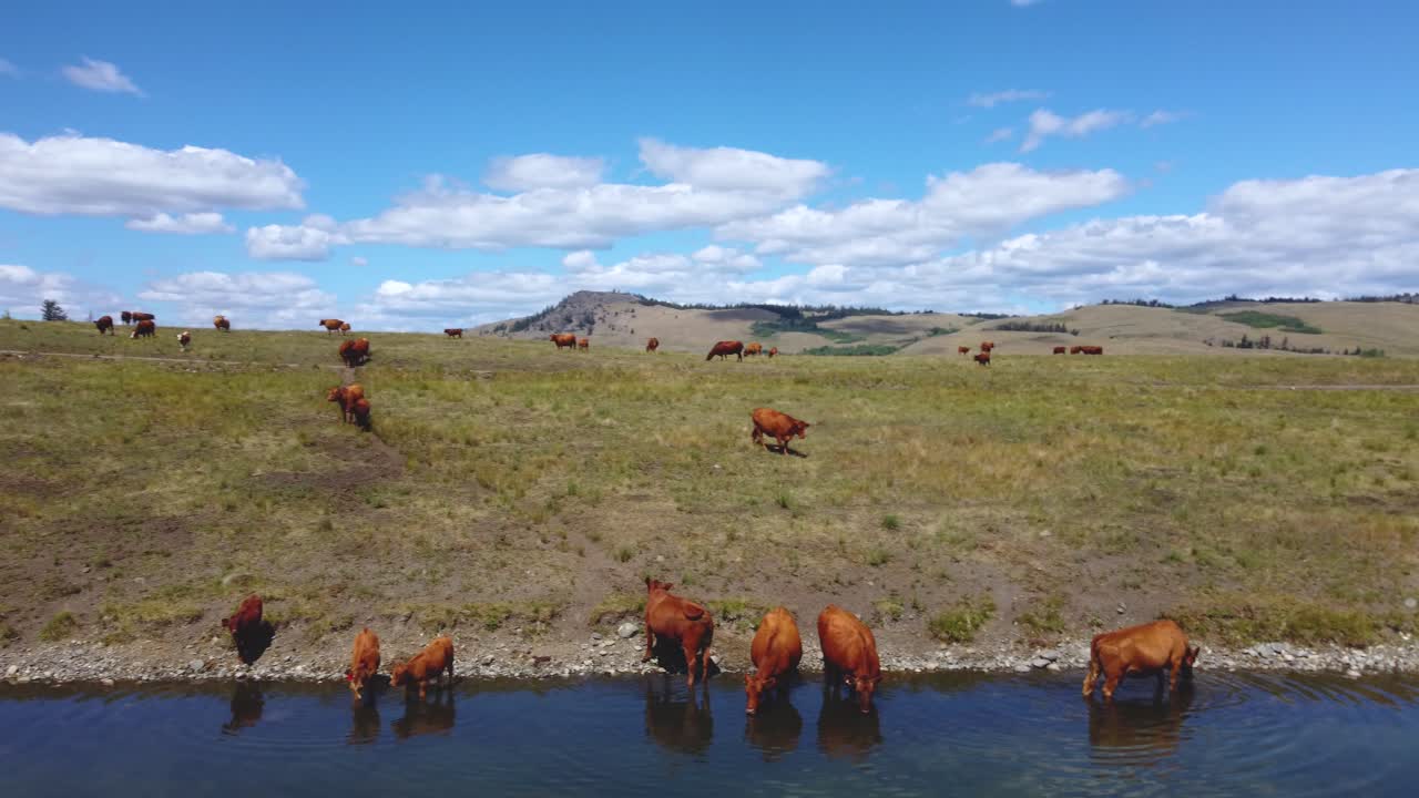 Gorgeous Landscape, Free Range Cattle Herd of Cows Grazing Freely Along Lake Pasture, Drinking Water | Grass Fed Beef Agriculture Farming Livestock ,Cattle Ranching | Migrating Roaming Free, | 1 of 12