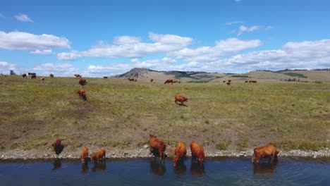 Gorgeous-Landscape,-Free-Range-Cattle-Herd-of-Cows-Grazing-Freely-Along-Lake-Pasture,-Drinking-Water-|-Grass-Fed-Beef-Agriculture-Farming-Livestock-,Cattle-Ranching-|-Migrating-Roaming-Free,-|-1-of-12