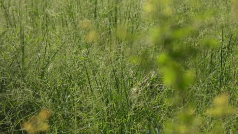 Weißbrust-Wasserhühnervogel-Im-Grünen-Gras---Finden---Gehen