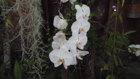 flores de orquídeas blancas cuelgan, plantas, flores asiáticas sobre un fondo más oscuro flor exótica tropical