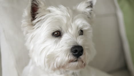 white fur maltese pure bred dog close up of face