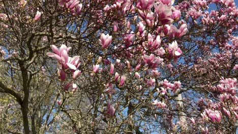 Flores-De-Magnolia-Rosa-Que-Soplan-Suavemente-En-El-Viento