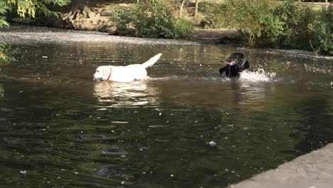 Two-Labrador-dogs-splashing-and-playing-in-a-lake-wide-shot