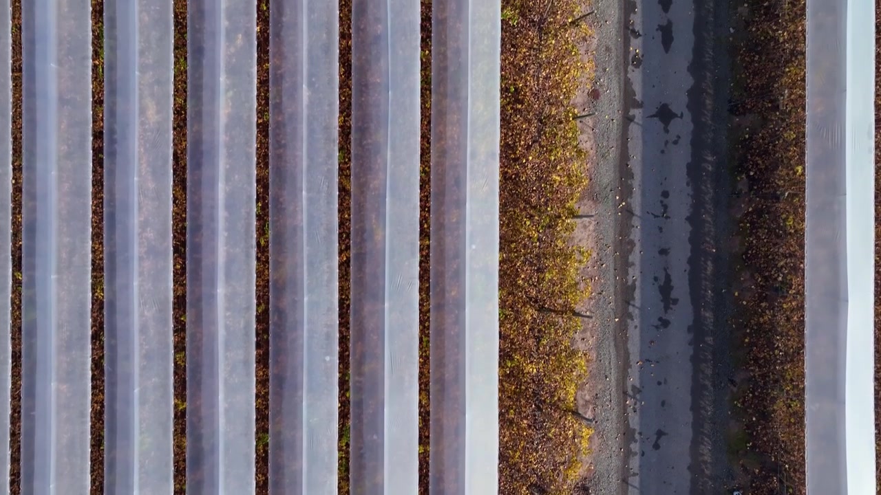 Slow top down forward flight over plastic greenhouse tunnel rows divided by a path of fallen autumn leaves creating a vivid contrast of silver and golden tones