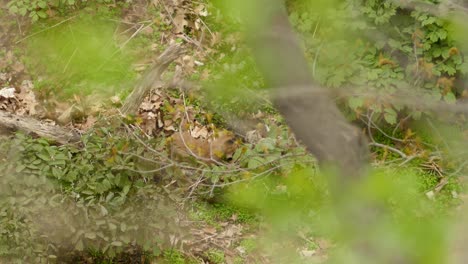 A-young-fox-is-detected-amongst-the-branches-in-the-forest