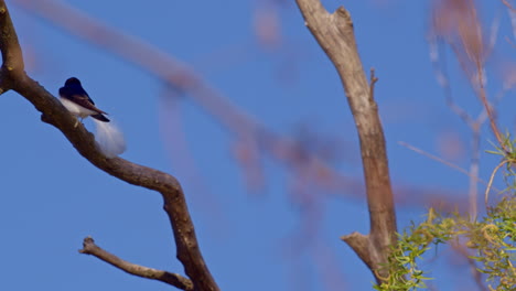 purple martins take flight in elegant slow motion as spring awakens.