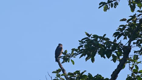 Crested-Serpent-Eagle,-Spilornis-cheela,-4K-Footage,-Kaeng-Krachan-National-Park,-Thailand